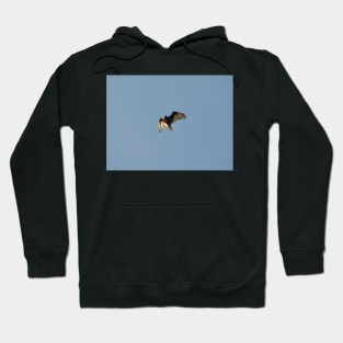 Vulture in the Sun Hoodie